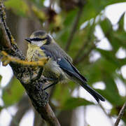 Eurasian Blue Tit