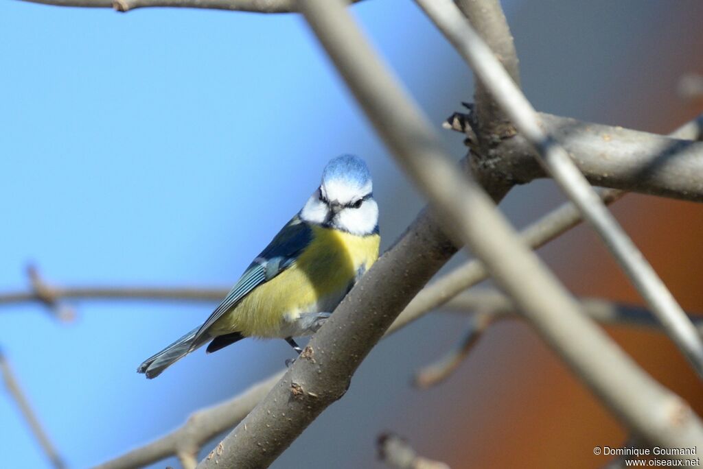 Mésange bleueadulte