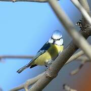 Eurasian Blue Tit