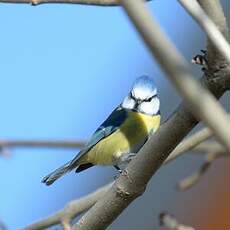 Mésange bleue