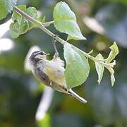 Eurasian Blue Tit