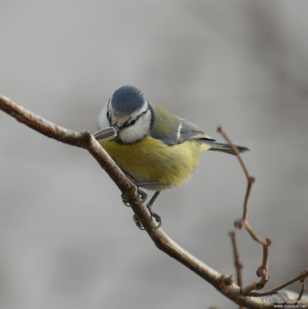 Eurasian Blue Tit male adult