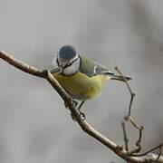 Eurasian Blue Tit