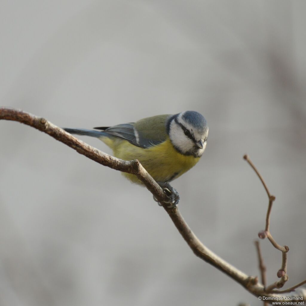 Eurasian Blue Tit male adult