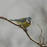 Eurasian Blue Tit