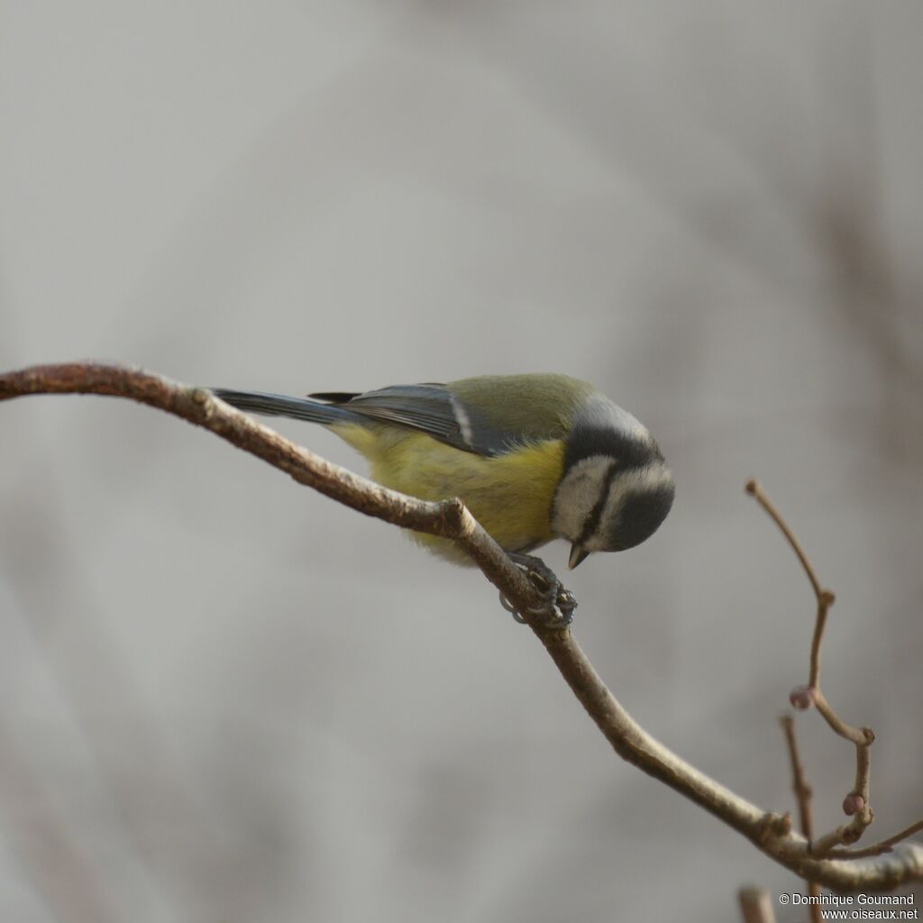 Eurasian Blue Tit male adult