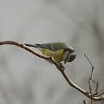 Mésange bleue