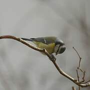 Eurasian Blue Tit