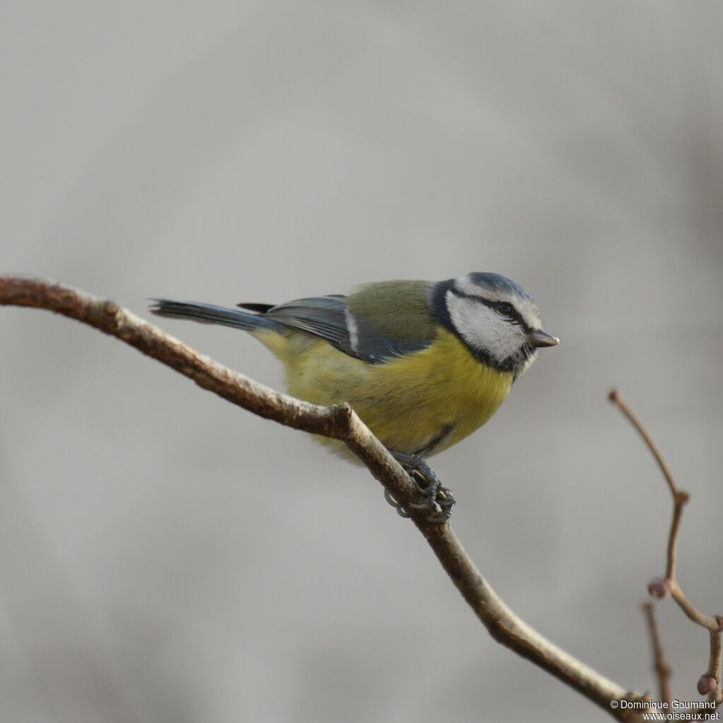 Eurasian Blue Tit male adult