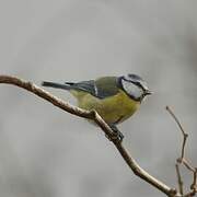 Eurasian Blue Tit