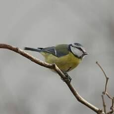 Mésange bleue