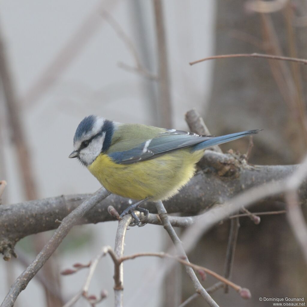 Mésange bleue mâle adulte