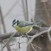 Eurasian Blue Tit