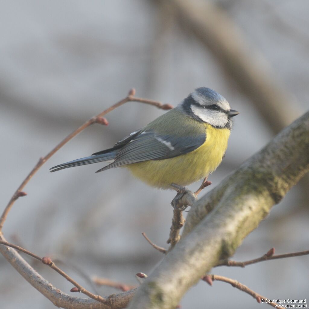 Mésange bleue femelle adulte