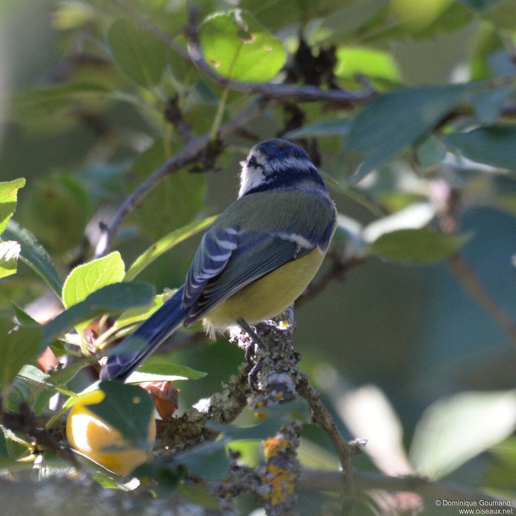 Mésange bleue