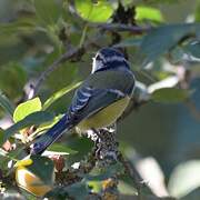 Mésange bleue