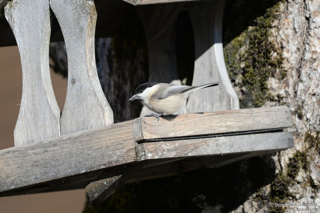 Mésange boréaleadulte