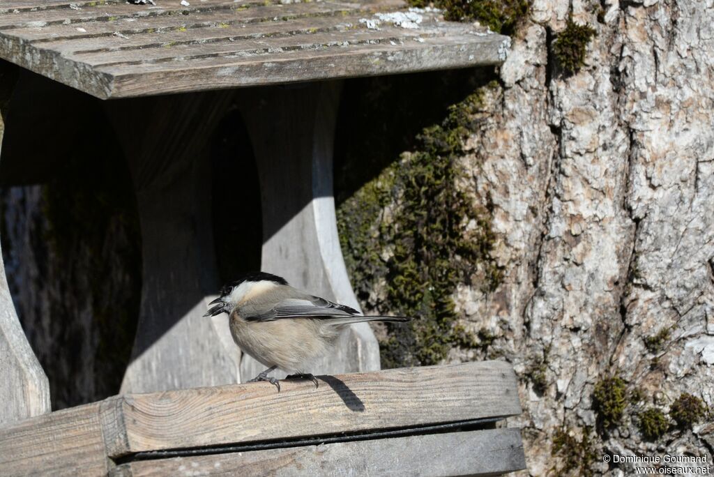 Mésange boréaleadulte