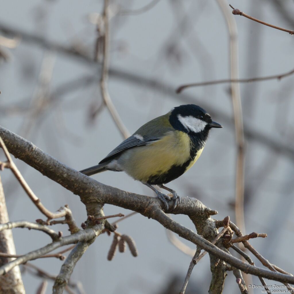 Mésange charbonnière mâle adulte