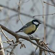 Great Tit