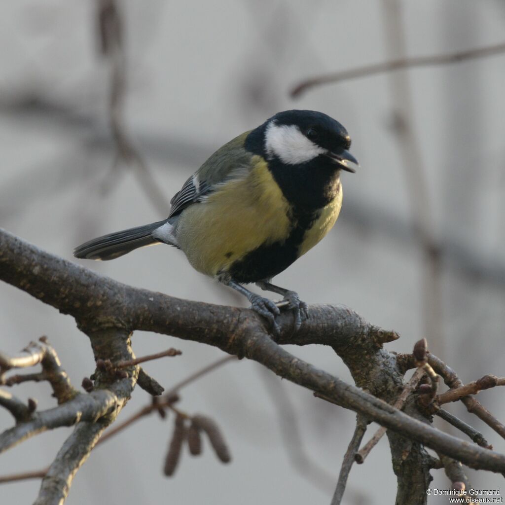 Mésange charbonnière mâle adulte