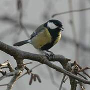 Great Tit