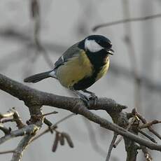 Mésange charbonnière