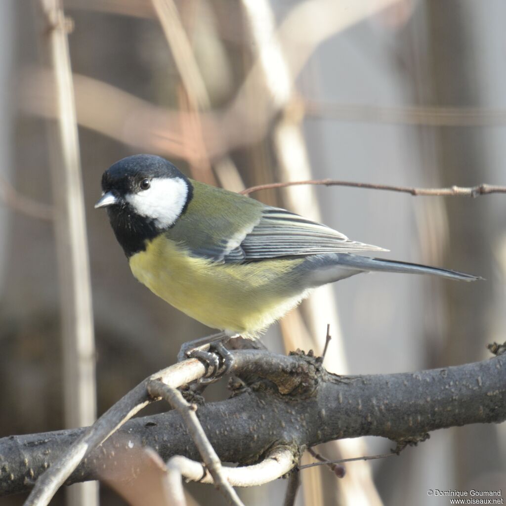 Mésange charbonnière femelle adulte