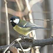 Great Tit