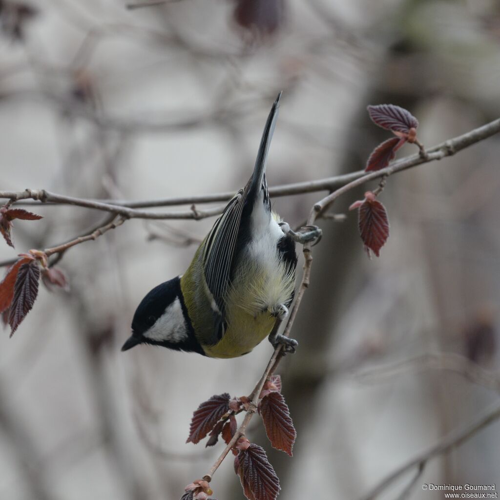 Mésange charbonnièreadulte