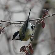 Great Tit