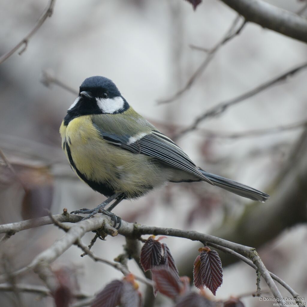 Great Tit male adult