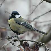 Great Tit