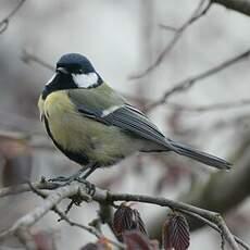 Mésange charbonnière