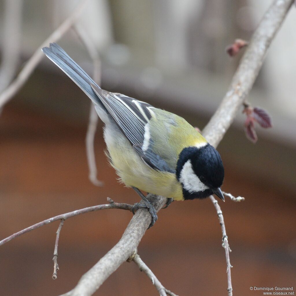 Mésange charbonnièreadulte