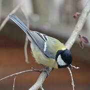 Mésange charbonnière