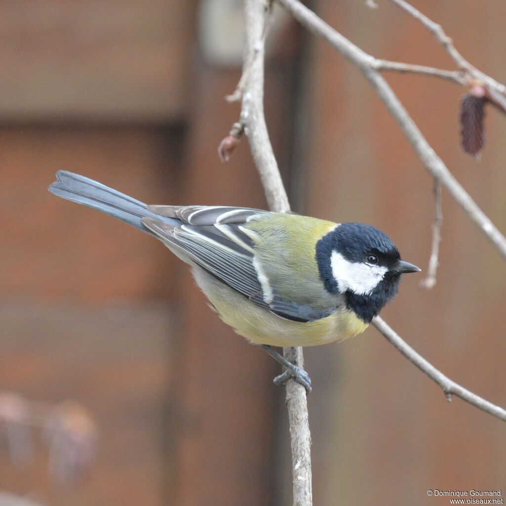 Mésange charbonnièreadulte