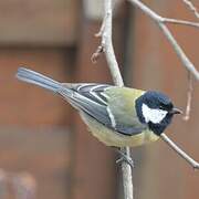 Great Tit