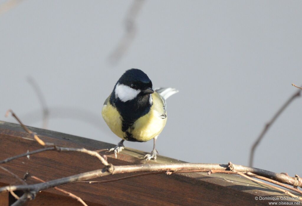 Great Tit