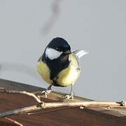 Great Tit