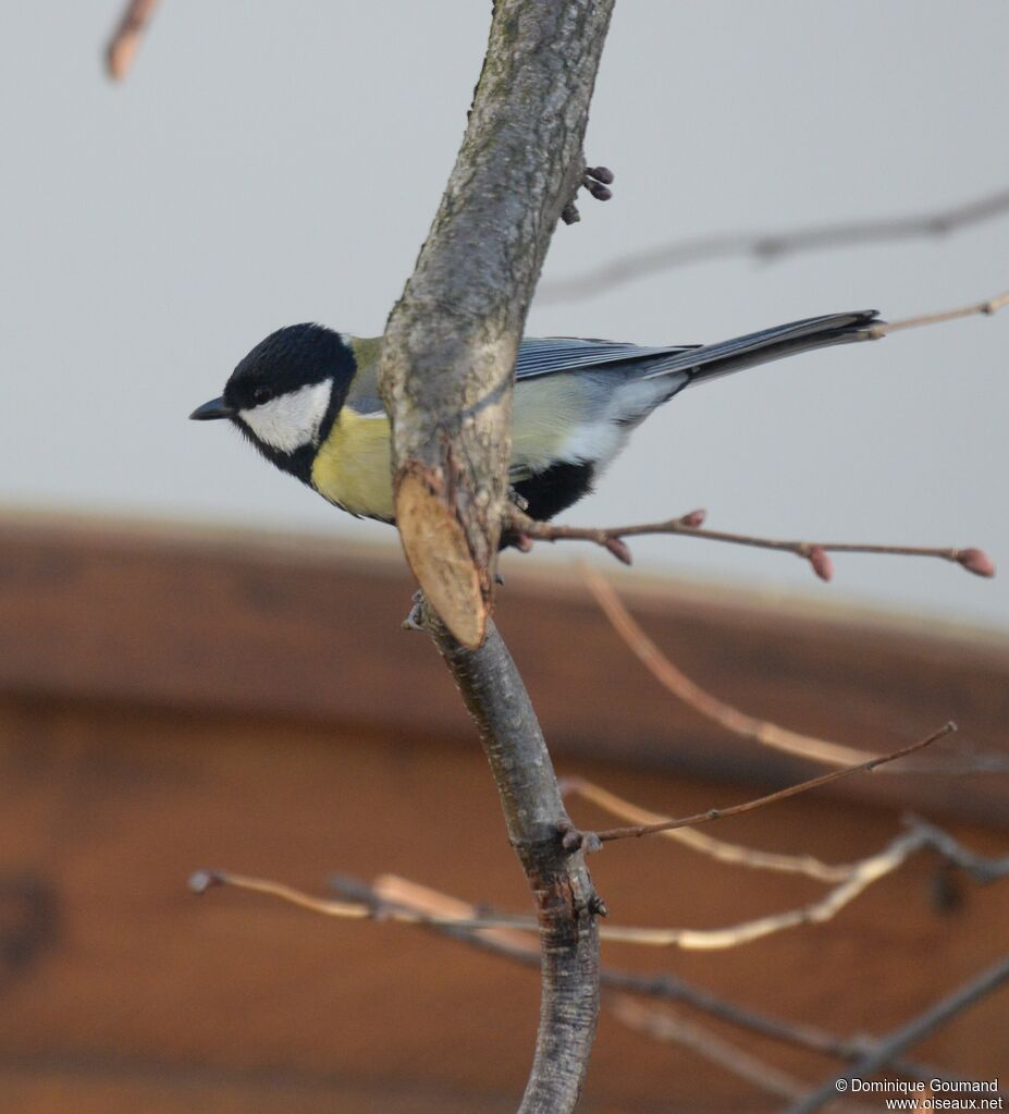 Great Tit