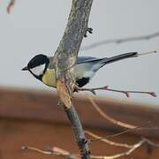 Great Tit