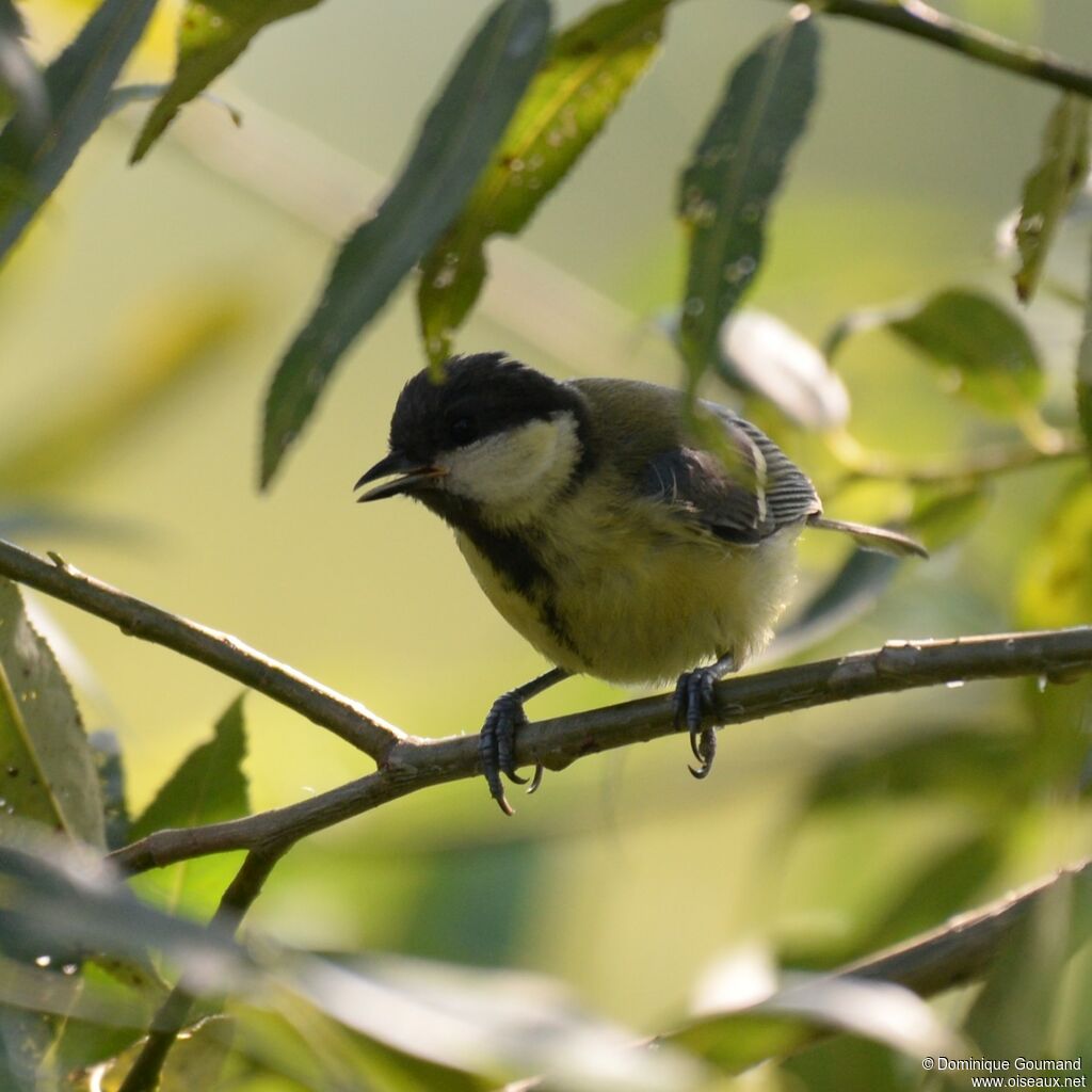 Mésange charbonnière femelle