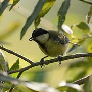 Great Tit