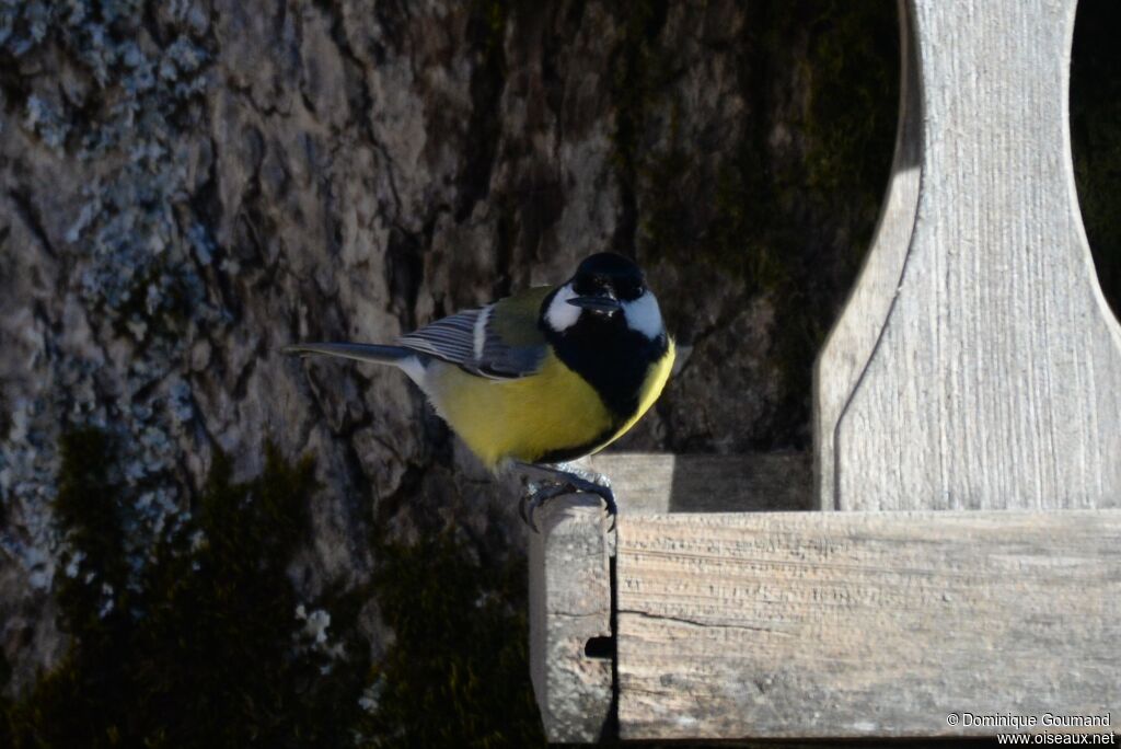 Great Tit male adult