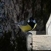 Great Tit