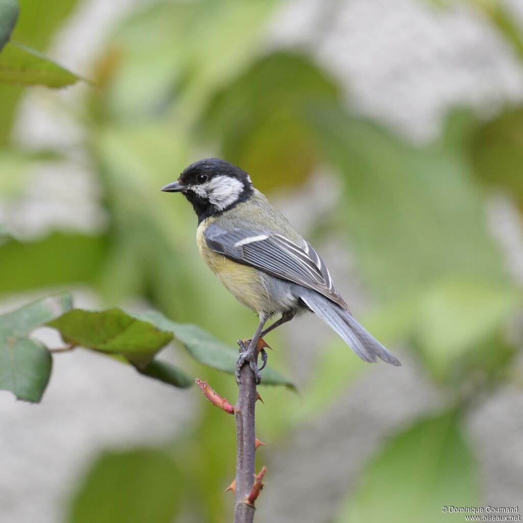 Mésange charbonnièreadulte