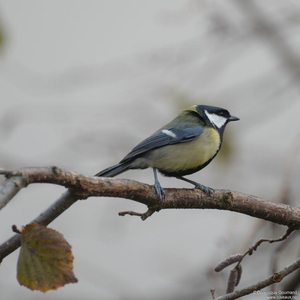 Great Tit male adult