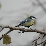 Great Tit