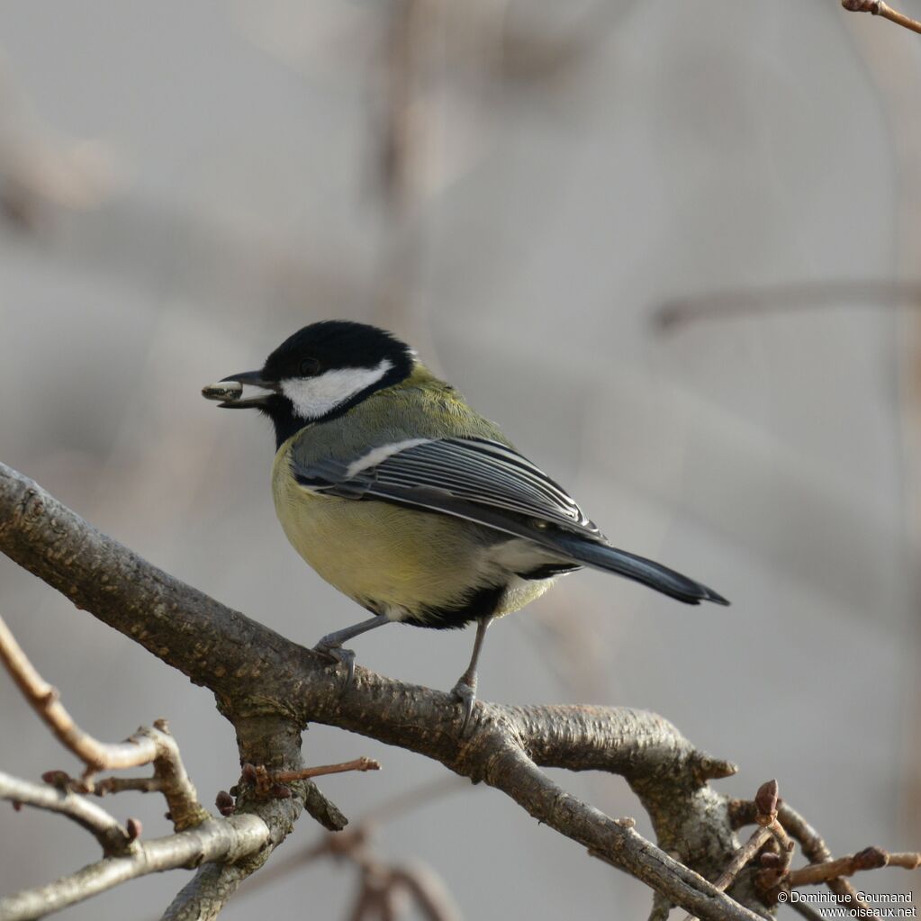 Mésange charbonnière mâle adulte